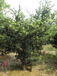 長興縣長崗園林綠化工程 以羅漢松為亮點的專業(yè)綠化施工服務(wù)