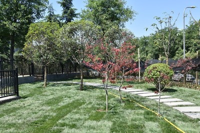 綠意濃蔭，古城新貌 城墻景觀綠化提升工程紀實
