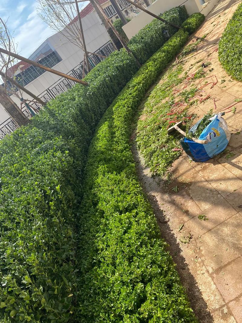 小區里的春夏，藏在園林綠化的故事里